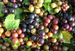 ripe grapes