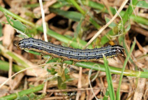 Fall Armyworms in grass