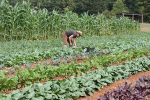 Person is bending over picking leafy vegetables in a field