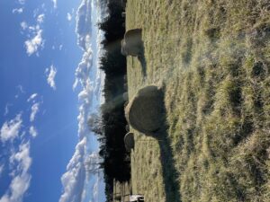 bale grazing