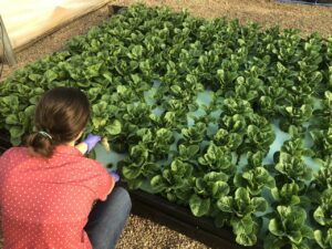 Person harvesting lettuce