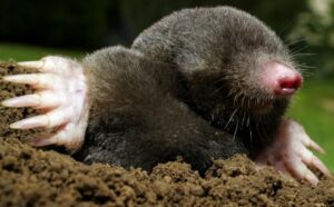 mole rising from its tunnel to appear above ground