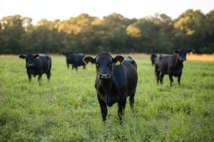 beef cattle standing in a pasture/field